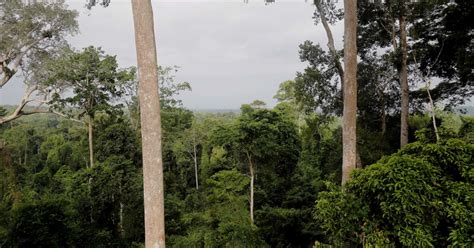 Ghana: Atiwa Forest for sale | FairPlanet