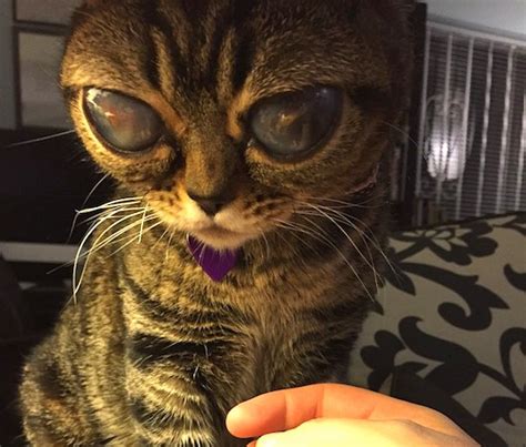 Rare Eye Condition Makes Matilda The Cat Look Like She’s From Outer Space – Sick Chirpse