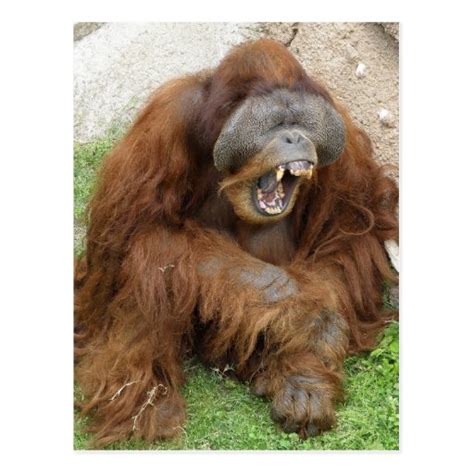 Laughing Orangutan Postcard | Zazzle