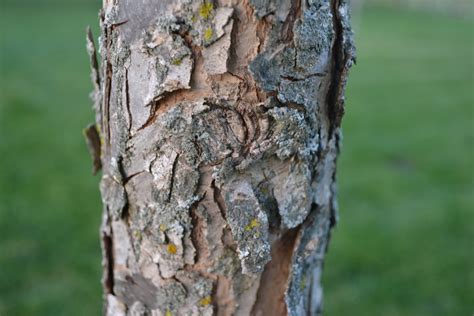 Swamp White Oak Bark - Green Thumb Advice