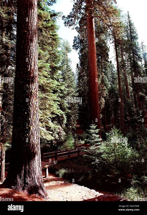 Giant Sequoia Trees Stock Photo - Alamy