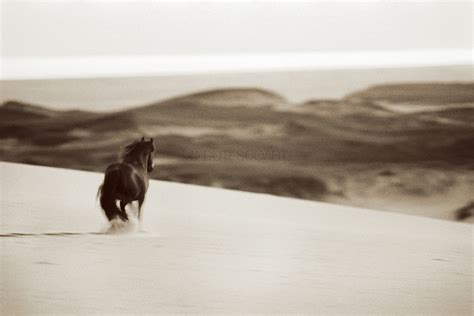 The Wild Horses of Sable Island