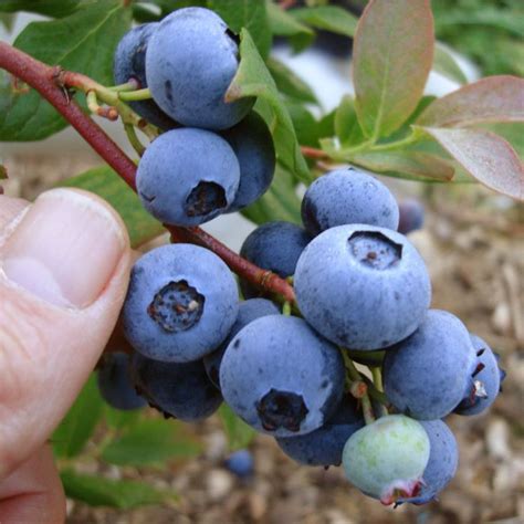 Chandler Blueberry Bush » Store » Tomorrow's Harvest