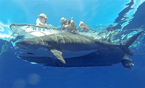 Why So Many Shark Attacks On Maui? Scientists May Have An Answer ...