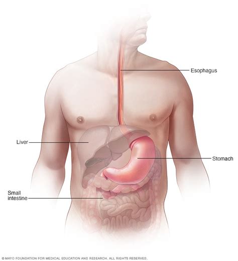 Esophagus - Mayo Clinic