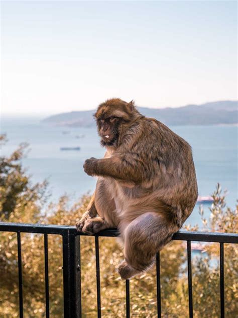 Safety Tips & Interesting Facts About Gibraltar Monkeys - No Hurry To Get Home