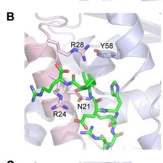 A section of the BCL6-POZ domain structure is shown binding; (A ...