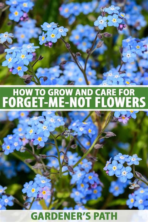 How to Grow Forget-Me-Nots (Myosotis sylvatica) | Gardener’s Path