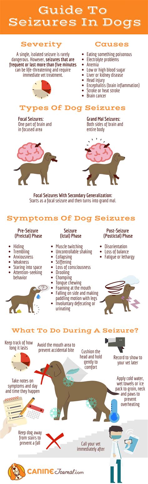 Dog Seizures: Causes, Symptoms, Treatments & Our Personal Experience | Dog seizures, Vet tech ...