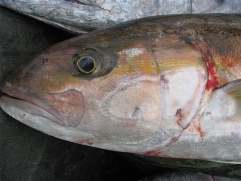 Amberjack Identification » NCFishes.com