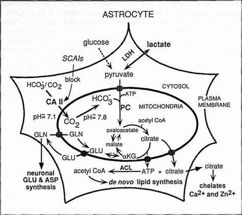 Schema of the proposed role of CA 11 in pyruvate carboxylation in ...