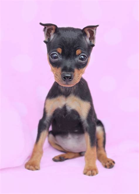 Miniature Pinscher (Min Pin) Puppies For Sale | Teacups, Puppies & Boutique