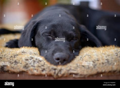 Portrait of sleeping black Labrador puppy Stock Photo - Alamy