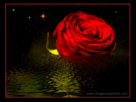 Rosas animadas con movimiento (Roses animated motion) - Imágenes de Amor con Movimiento | Frases ...