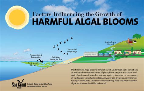 Harmful Algal Blooms and Drinking Water Problems | Michigan Sea Grant