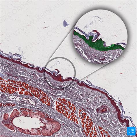 Superior tarsal: Origin, insertion, innervation, function | Kenhub