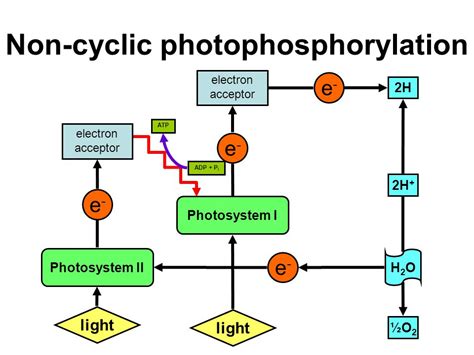 (a) Schematically represent non-cyclic photophosphorylation in Angiosperms, giving all the ...