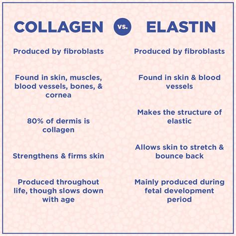 Collagen vs. Elastin | Beauty therapy, Skin facts, Skin aesthetics