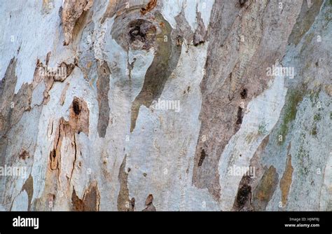 Bark of eucalyptus tree (Eucalyptus Stock Photo - Alamy