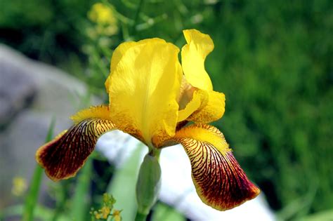 Christian Images In My Treasure Box: Yellow Iris