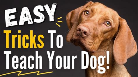 10 Impressive and Easy Dog Tricks to Teach Your Dog - They are Easier ...