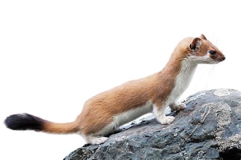 Stoat wallpapers, Animal, HQ Stoat pictures | 4K Wallpapers 2019