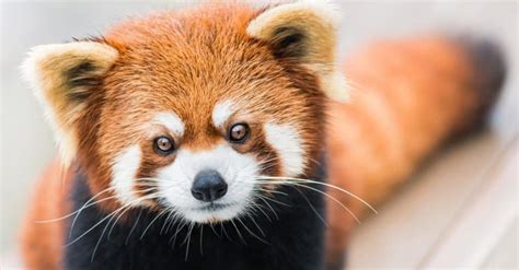 Red Panda vs Panda: 5 Key Differences - A-Z Animals