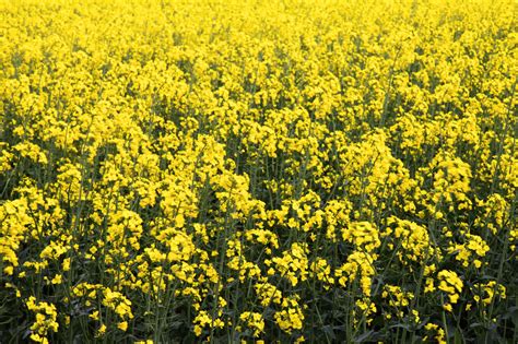 Rapeseed Field Free Stock Photo - Public Domain Pictures