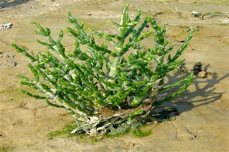 Hidden Gems: What are Halophyte Plants? | Earth.Org