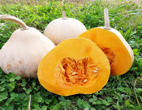 Mrs. Amerson's Winter Squash, 3 g : Southern Exposure Seed Exchange ...