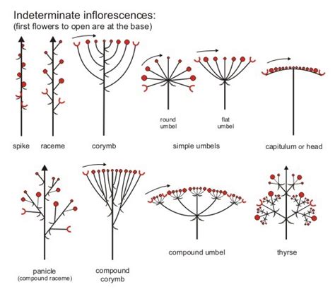 Inflorescence and its Types - Forestrypedia