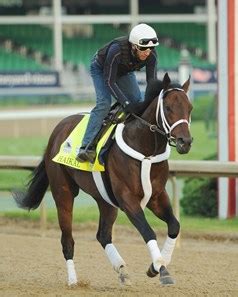 Haikal - Horse Profile - BloodHorse