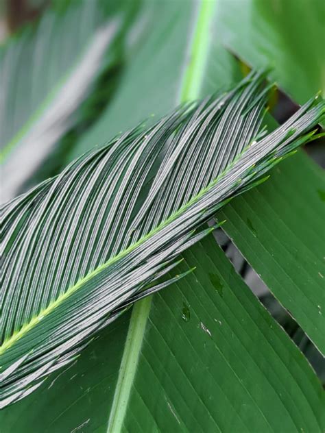 Learn about sago palm care & the safety info you need to know!