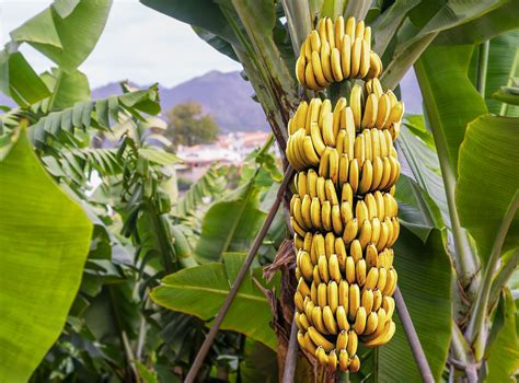 New Grafting Technique Could Save the Cavendish Banana - Modern Farmer