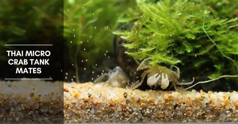 Thai Micro Crab Tank Mates - Planted Nano Tanks