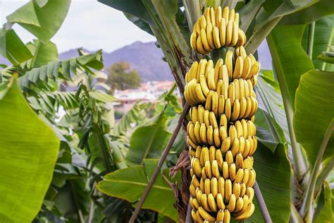 Bananen Turbana doos 18 kilogram (100131), TURBANA | Fruit - Van Gelder groente & fruit ...