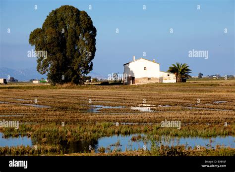 Ebro river delta Catalonia Spain Birdwatching Stock Photo - Alamy