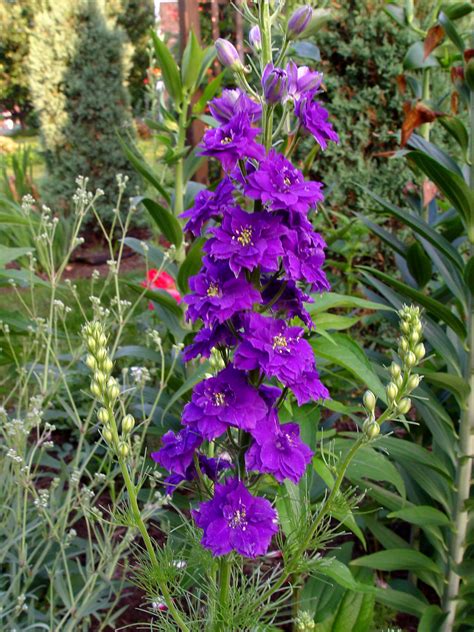 Larkspur | Garden Housecalls