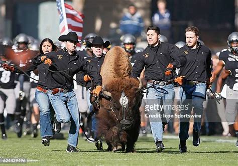 Ralphie The Buffalo Photos and Premium High Res Pictures - Getty Images