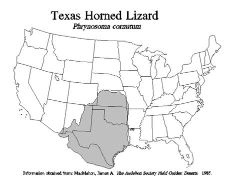 Texas Horned Lizard Facts and Pictures | Reptile Fact