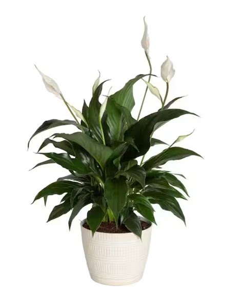 Top 5 houseplants that stop mold and require little upkeep and ...