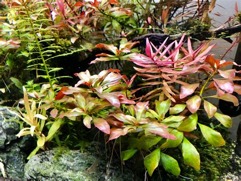 Ludwigia Repens Live Aquarium Plant / Réservoir planté / | Etsy