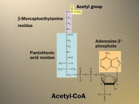 Bio Gallery: Acetyl-coA structure