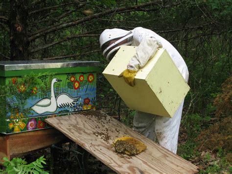 Swarm Traps and Bait Hives | Natural Beekeeping