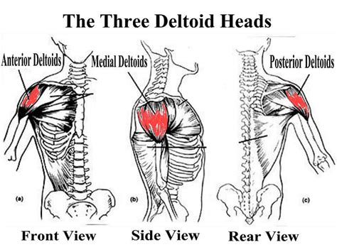 Bodybuilding Anatomy: Shoulders • Bodybuilding Wizard