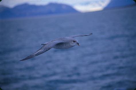 A Perspective on the Arctic Council's Arctic Biodiversity Assessment ...