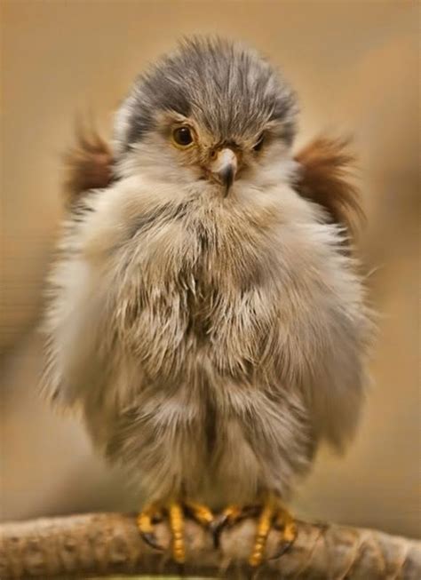 Cute Baby Birds - XciteFun.net