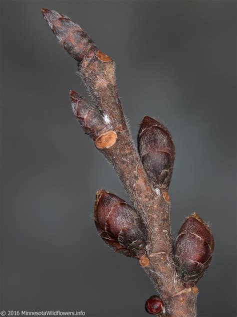 Ulmus americana (American Elm): Minnesota Wildflowers