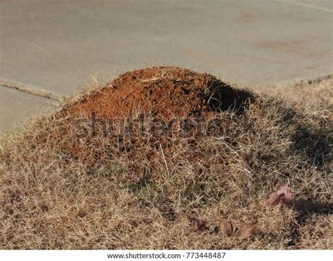 Fire Ant Hill Photograph Fire Ant Stock Photo 773448487 | Shutterstock