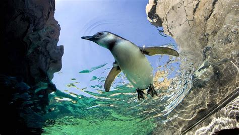 Hintergrundbilder : Pinguin, schwimmen, Wasser, Felsen 2116x1200 ...